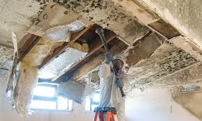 Best Commercial Mold Inspection  in Sylvania, GA